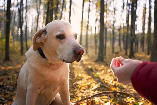 人与狗秋天的森林 宠物主人为他可爱的拉布拉多猎犬拿饼干 — 图库照片