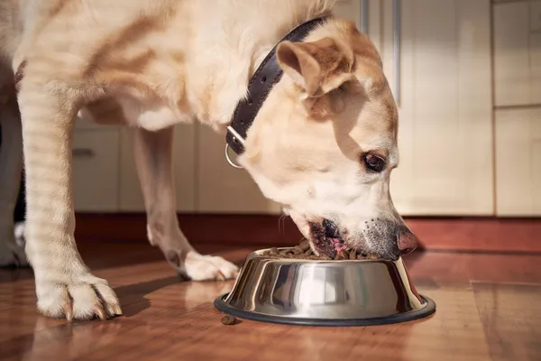 Fütterung Hungriger Hunde Labrador Retriever Frisst Körnchen Aus Metallschale Morgenlicht — Stockfoto