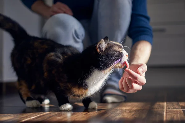 Hausleben Mit Haustieren Katze Leckt Creme Aus Finger Eines Jungen — Stockfoto
