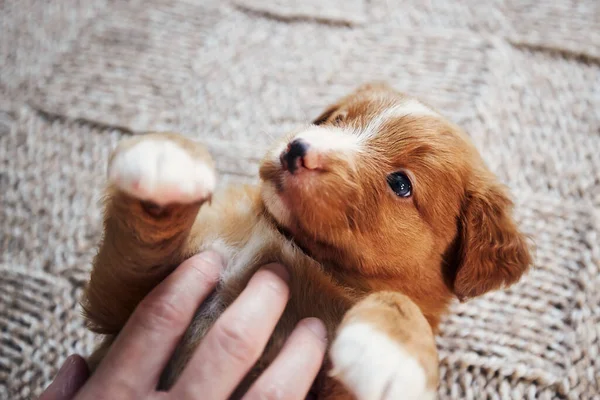 Human Hand Playing Cute Puppy Close Cute Nova Scotia Duck — Stock Photo, Image