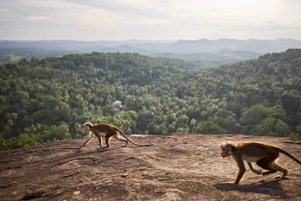 Dwie Słodkie Małpy Biegające Razem Skale Przeciwko Krajobrazowi Tropikalnym Lasem — Zdjęcie stockowe