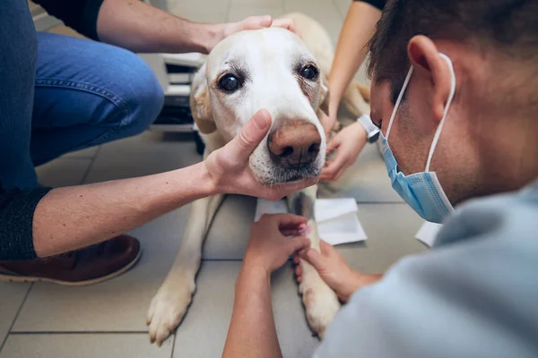 Cão Velho Hospital Animais Veterinário Examina Cão Doente Antes Cirurgia — Fotografia de Stock