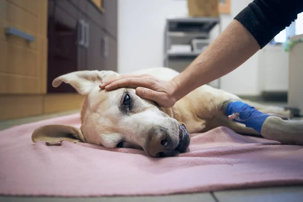 Öreg Kutya Állatkórházban Kisállat Tulajdonos Simogatja Beteg Labrador Retriever Aftrer — Stock Fotó