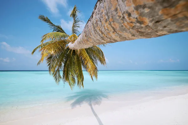 Palma Idyllicznej Plaży Białym Piaskiem Turkusowy Kolor Morza Malediwach — Zdjęcie stockowe