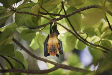 Meyve Yarasası (uçan tilki türü) ağaç dalında asılı ve kameraya bakıyor, Maldivler