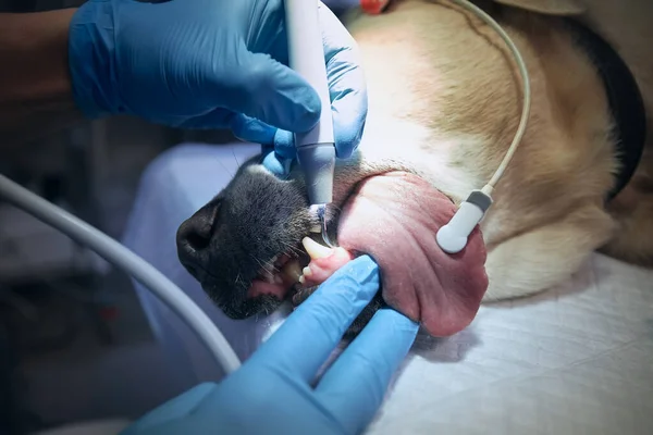 Veterinário Durante Exame Limpeza Dos Dentes Cão Velho Labrador Retriever — Fotografia de Stock