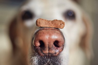 Close-up view of funny dog with biscuit. Labrador retriever balancing treat on his snout