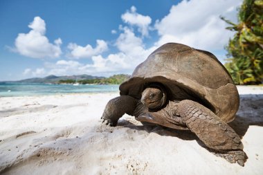 Aldabra dev kaplumbağası kumsalda. Seyşeller 'deki kaplumbağanın yakın çekim görüntüsü