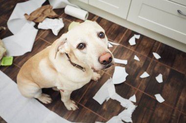 Naughty labrador retriever alone at home. Guilty look of dog after he broke plate and tore rolls of paper