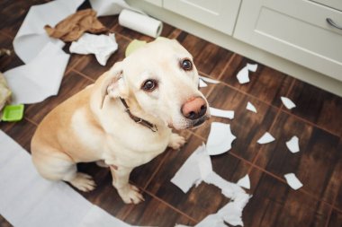 Naughty labrador retriever alone at home. Guilty look of dog after he broke plate and tore rolls of paper clipart