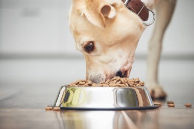 Aç köpekle beslenmek. Labrador Retriever ev mutfağındaki metal kaseden granül yiyor..