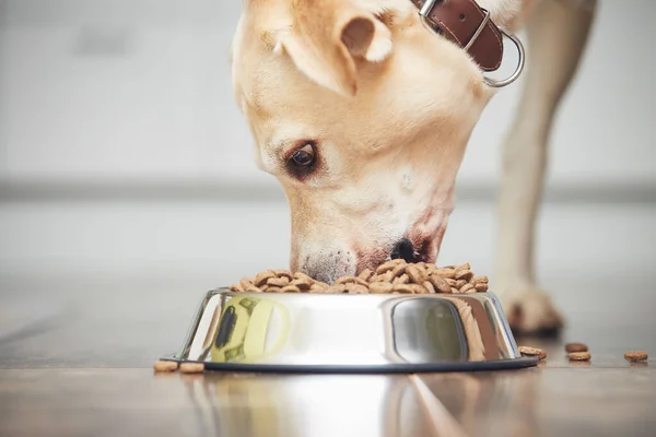 Alimentación Perro Hambriento Labrador Retriever Comiendo Gránulos Cuenco Metal Cocina — Foto de Stock