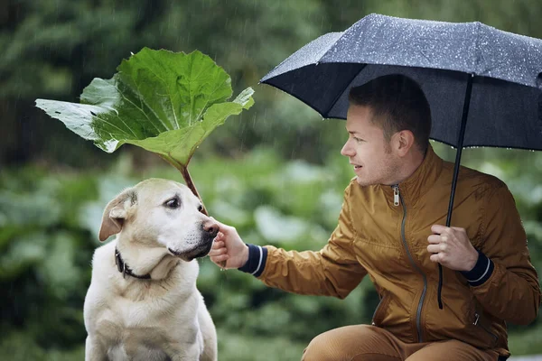 Pria Dengan Anjing Dalam Hujan Pemilik Pet Memegang Payung Dan — Stok Foto