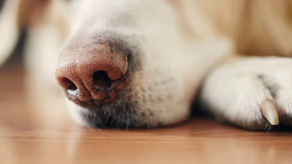 Close Sleeping Dog Home Snout Labrador Retriever Wooden Floor — Stockfoto