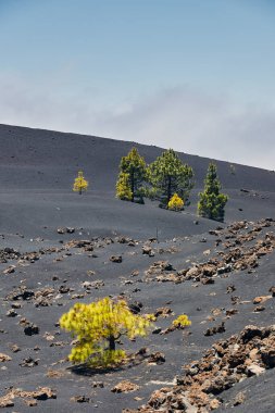 Beautiful volcanic landscape in Tenerife. Trees growing in the middle of black lava field. Chinyero Volcano, Canary Islands, Spain.