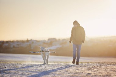 Kış sabahı köpekli bir adam. Hayvan sahibi, buzlu gündoğumunda Labrador Retriever karlı tarlasında yürüyor..
