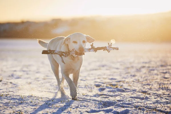 Chien Courant Sur Terrain Enneigé Lever Soleil Givré Ancien Labrador — Photo