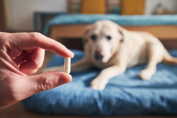 Homem Está Segurar Pílula Para Cães Doentes Dono Animais Estimação — Fotografia de Stock