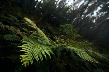 Gizemli sisli ormandaki eğreltiotu yapraklarına odaklan. İspanya, Tenerife 'deki Anaga Milli Parkı