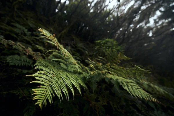 神秘的な霧の森のシダの葉に選択的な焦点を当てます スペインのテネリフェ島にあるアナガ国立公園 — ストック写真