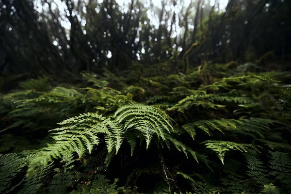 Foco Seletivo Folhas Samambaia Floresta Nebulosa Misteriosa Parque Nacional Anaga — Fotografia de Stock