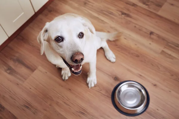 Happy Dog Waiting Feeding Labrador Retriever Sitting Next Empty Bowl — Stock Photo, Image