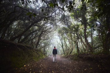 Laurel Ormanı 'ndaki yaya yolunda bir adamın dikiz görüntüsü. Gizemli siste Anaga Ulusal Parkı. Tenerife, İspanya.