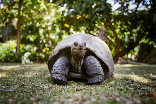 Aldabra Riesenschildkröte Gras Vorderansicht Der Schildkröte Auf Den Seychellen — Stockfoto