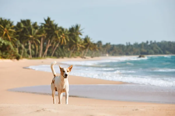 Ensam Herrelös Hund Som Går Idyllisk Sandstrand Med Palmer Vacker — Stockfoto