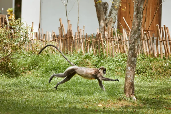 Γρήγορα Τρέχει Μαϊμού Στο Γρασίδι Langur Κίνηση Ενάντια Στο Σπίτι — Φωτογραφία Αρχείου