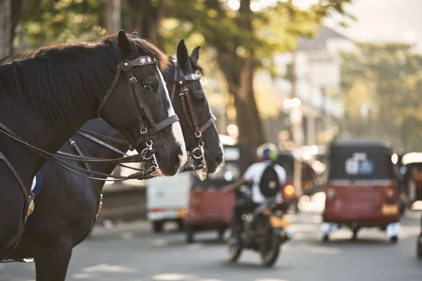 Horses Police Patrol Traffic Control Busy City Center Kandy Sri — Stock Photo, Image