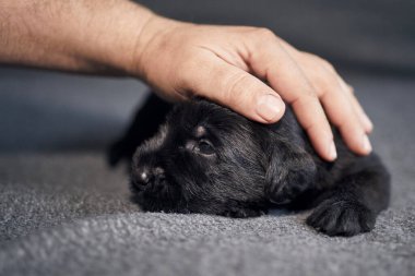 Büyük bir hayvan sahibi küçük köpeği okşuyor. Siyah Dev Schnauzer 'in şirin yavrusu kanepede yatıyor.