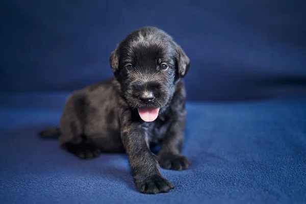 Портрет Веселого Щенка Черного Гиганта Шнауцера Симпатичная Собака Сидит Диване — стоковое фото