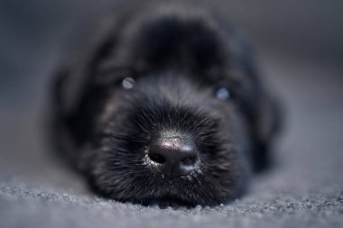 Siyah Dev Schnauzer 'in yakın çekimi. Kanepede yatan sevimli köpek burnu.