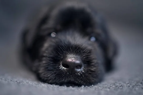 Close Puppy Black Giant Schnauzer Nose Cute Dog Lying Sofa — Stock Photo, Image