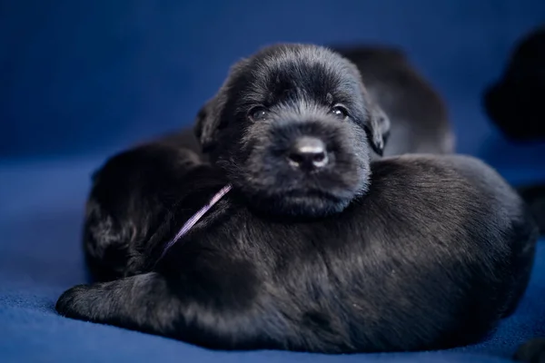 Портрет Веселого Щенка Черного Гиганта Шнауцера Группа Милых Собак Лежит — стоковое фото