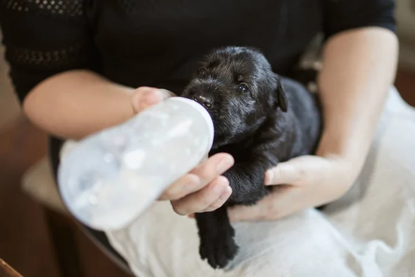 Tierbesitzer Füttern Kleinen Hund Aus Babyflasche Frau Hält Welpen Des — Stockfoto