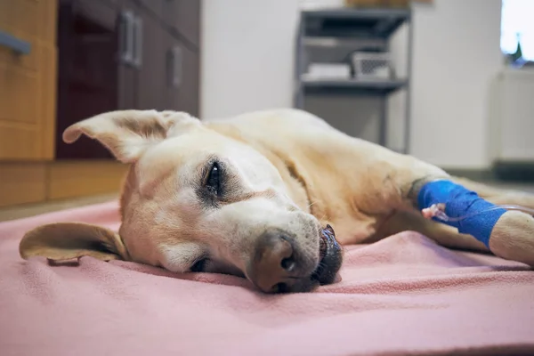 Perro Viejo Hospital Animales Enfermo Labrador Recuperador Descansando Después Cirugía — Foto de Stock
