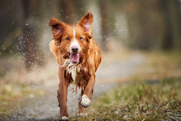 Vooraanzicht Van Snel Lopende Vrolijke Hond Selectieve Focus Nova Scotia — Stockfoto