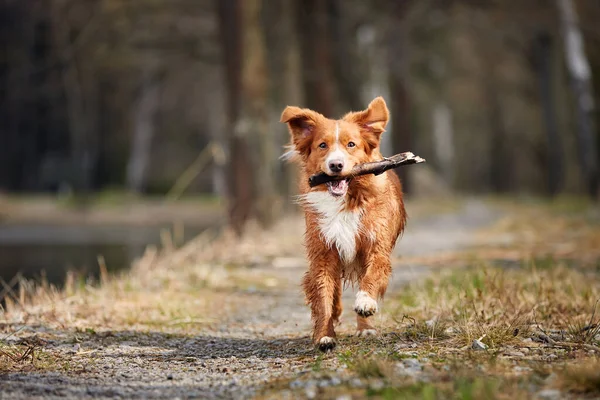 跑得快的快乐狗的前景色 有选择地把重点放在新斯科舍省反对森林的人行道上的垃圾场收费站 — 图库照片