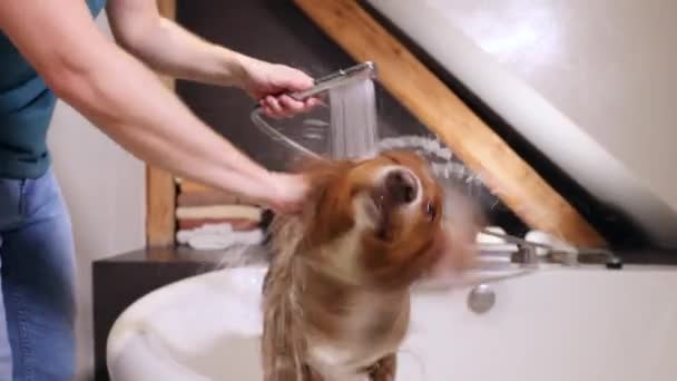 Dog Shaking Bath Home Bathing Nova Scotia Duck Tolling Retriever — Stockvideo