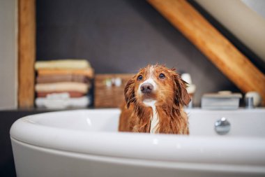 Evdeki küvette ıslak köpek. Nova Scotia Ördek Avcısı Hamamı