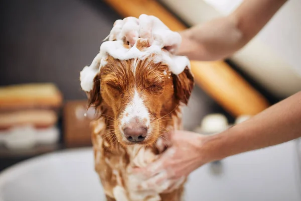 Hond Neemt Thuis Een Bad Zwemmen Van Nova Scotia Duck — Stockfoto