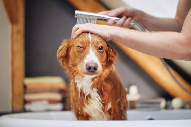 Köpek ev banyosunda banyo yapıyor. Evde Nova Scotia Duck Tolling Retriever sağanağı