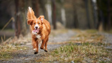 Hızlı koşan mutlu köpeğin ön görüntüsü. Ormana karşı yürüme yolunda Nova Scotia Duck Tolling Retriever 'a odaklanın.