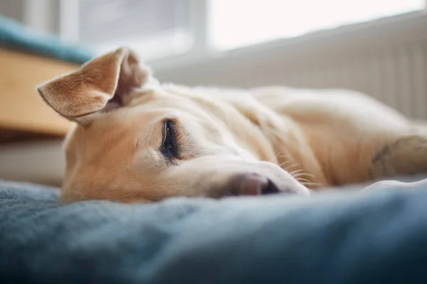 Perro Satisfecho Durmiendo Cama Mascota Cansado Viejo Labrador Retriever Casa —  Fotos de Stock