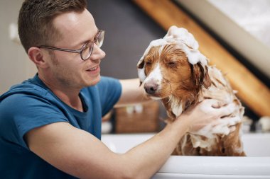 Köpek evde banyo yapıyor. Nova Scotia Ördek Avcısı Hamamı