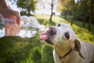 Plastik şişeden köpek içme suyu. Evcil hayvan sahibi sıcak güneşli bir günde labrador av köpeğiyle ilgilenir..