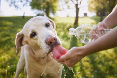 Plastik şişeden köpek içme suyu. Evcil hayvan sahibi sıcak güneşli bir günde labrador av köpeğiyle ilgilenir..