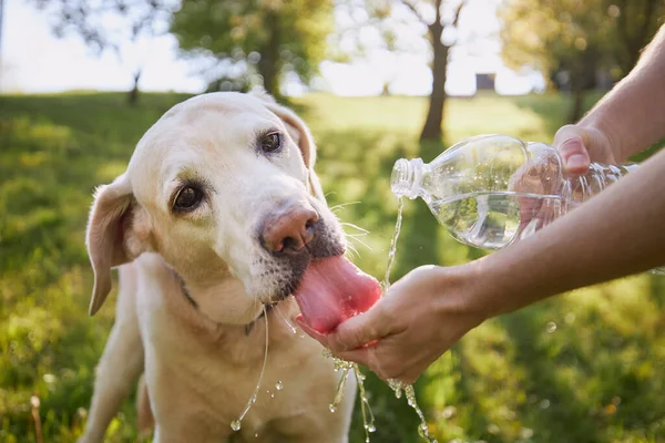 狗喝塑料瓶里的水 在炎热的晴天 宠物主人会照顾他的拉布拉多猎犬 — 图库照片